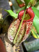 Nepenthes x hookeriana var. red mouth 2